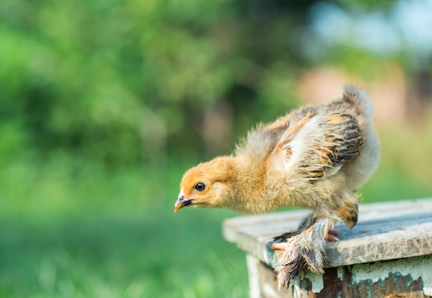 Kleine kip in het gras