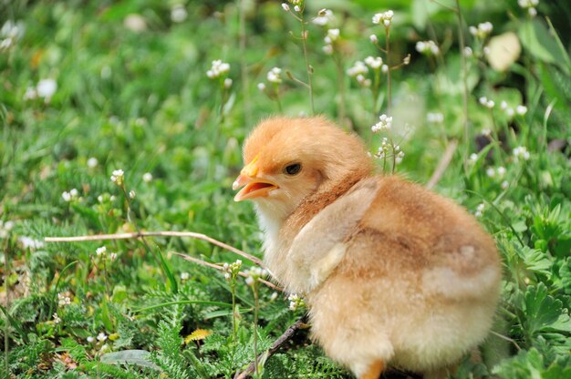 Kleine kip op groen gras.