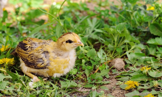 Foto kleine kip op het gras. boerenvogels, welpen.