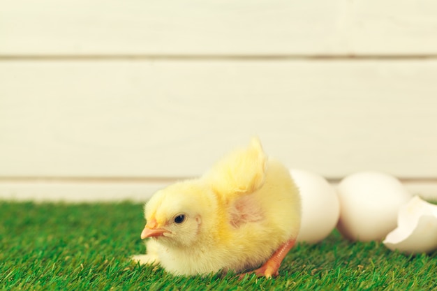 Kleine kip op het gras