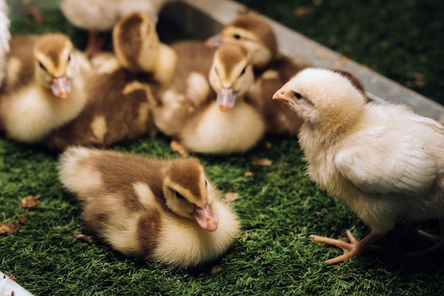 Kleine kippen en eendjes koesteren zich in de zon op het gras.