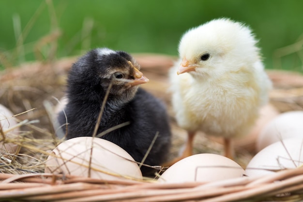 Kleine kippen en kippeneieren in de natuur