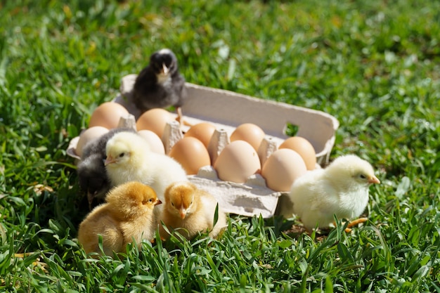 Kleine kippen op een dienblad met eieren op het groene gras