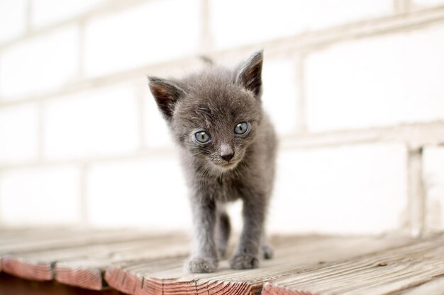 Kleine kitten, 1 maand oud.