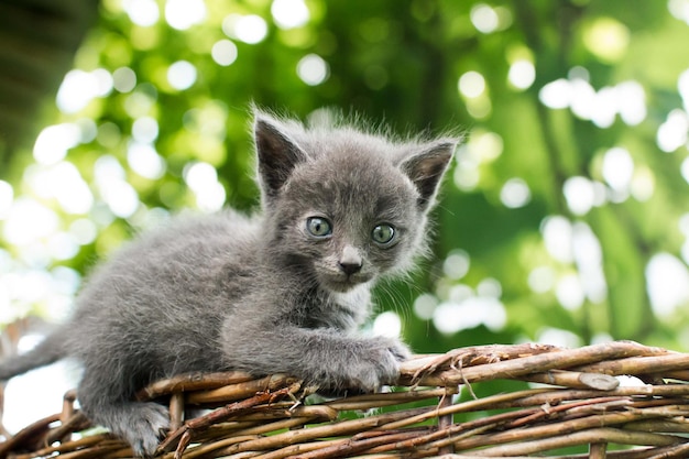 Kleine kitten, 1 maand oud.