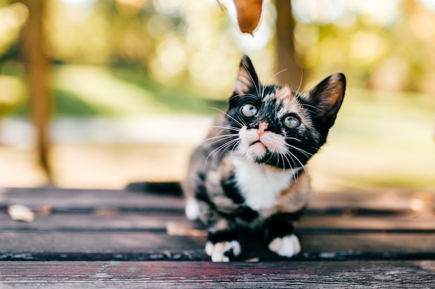 Kleine kitten buiten portret.