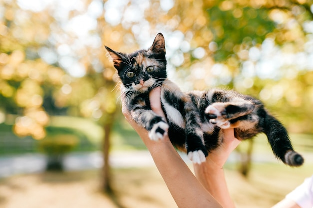 Kleine kitten buiten portret.