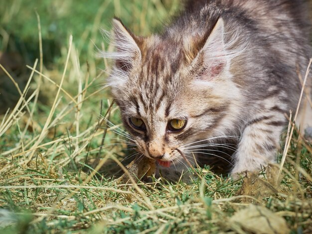 Kleine kitten eet een vis.