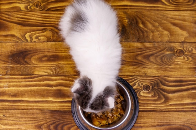 Kleine kitten eet zijn eten uit metalen kom op houten vloer