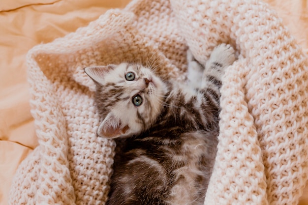 Kleine kitten gewikkeld in een beige gebreide sjaal. Winkel van goederen voor katten.