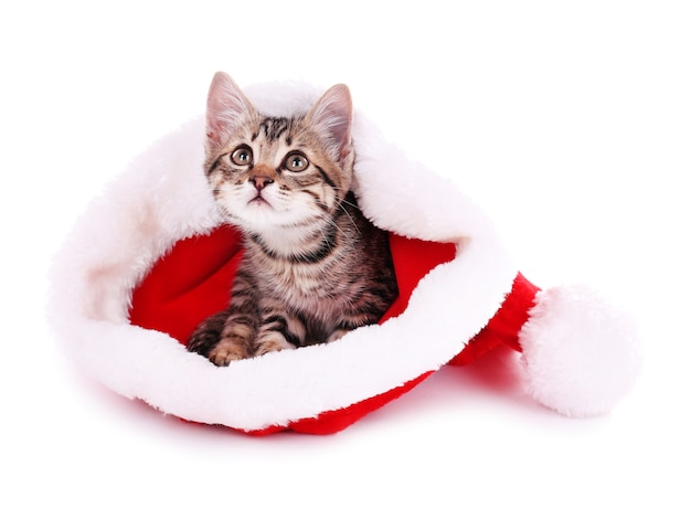 Kleine kitten in kerstmuts geïsoleerd op wit