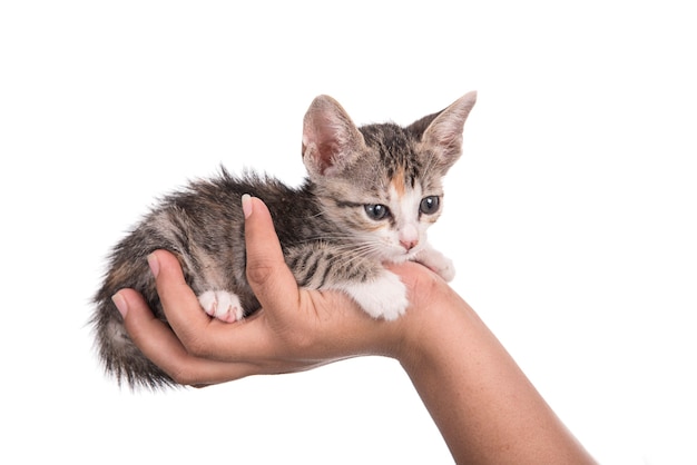 Kleine kitten in menselijke hand op witte achtergrond