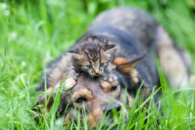 Kleine kitten liggend op een hoofd van een hond Hond liggend op een gras in een zomertuin