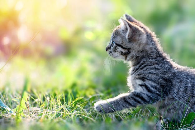 Kleine kitten loopt in het groene gras op het gazon