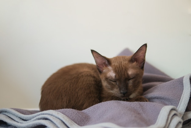 Kleine kitten met bruin gezicht slaapt op dekenbed