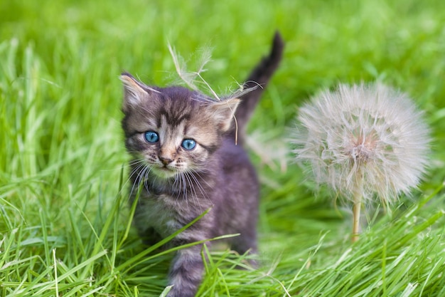 Kleine kitten met grote paardenbloem met zaden