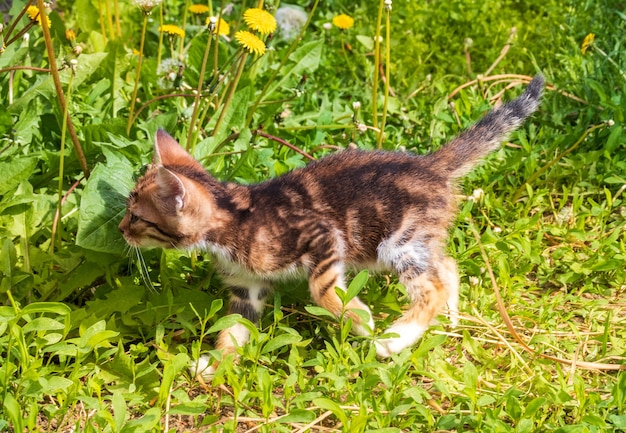 Kleine kitten met vlinderdas in de paardebloembloemen