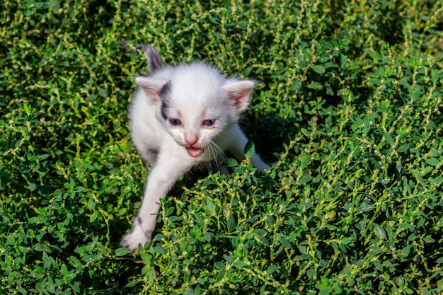 Kleine kitten op het groene gras op de weide