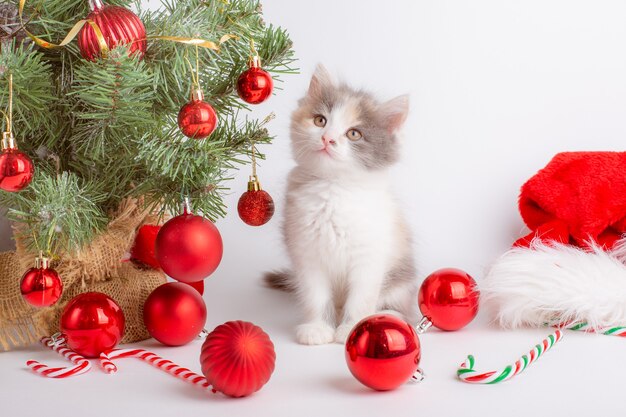 Kleine kitten op oudejaarsavond op witte achtergrond oudejaarsavond achtergrond