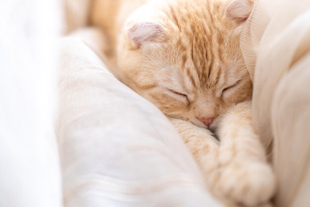 Kleine kitten slaapt in gordijnen schattige snuit van huisdier ligt op poten ginger scottish fold kat slaapt