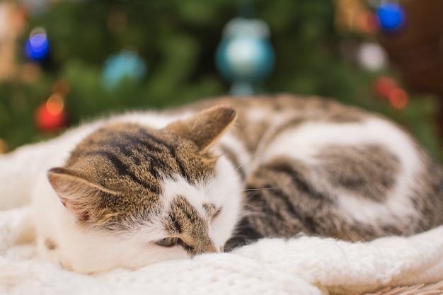 Kleine kitten slaapt onder de kerstboom.