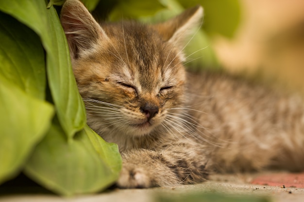 Kleine kitten slapen