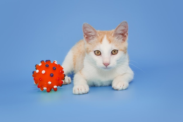 Kleine kitten speelt met een rode bal