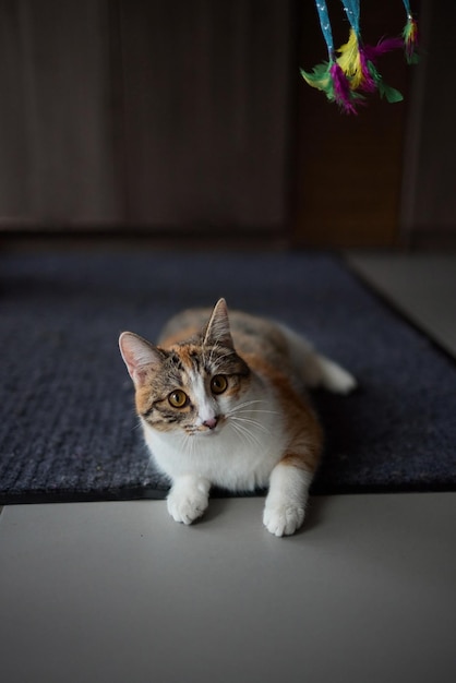 Kleine kitten speelt met een speeltje aan een touw