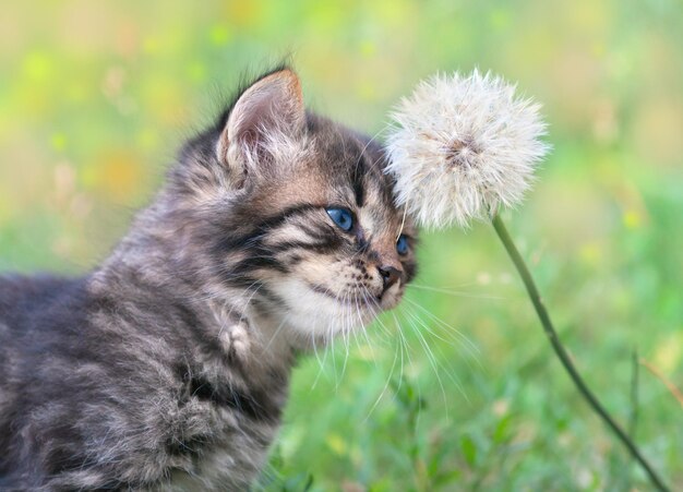 Kleine kitten wrijft tegen paardenbloem