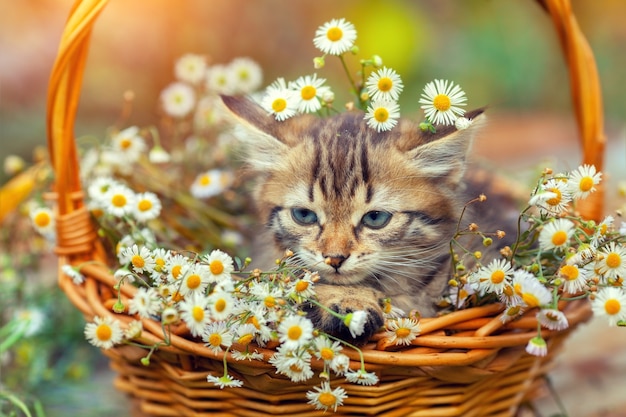 Kleine kitten zit buiten in de mand met bloemen