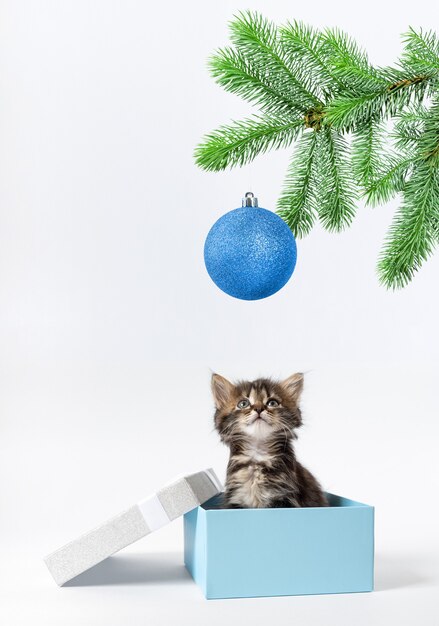 Kleine kitten zit in een geschenkdoos en kijkt omhoog naar een tak van sparren met een blauwe bal