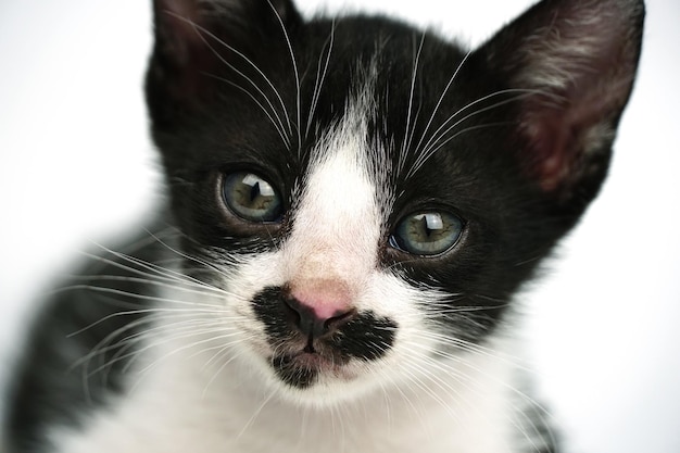 Kleine kitten zitten en kijken naar de camera op een witte pagina moedervlek in mond