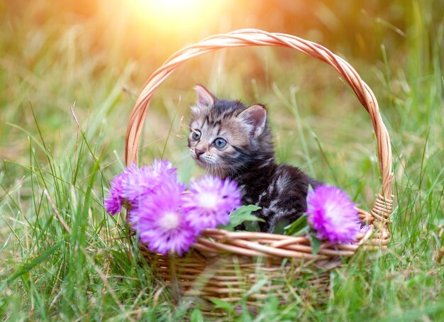 Kleine kitten zittend in de tuin in de mand met bloemen