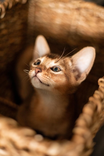 Kleine kittenkat van het Abessijnse ras die in bijten rieten bruine mand zit, kijkt omhoog