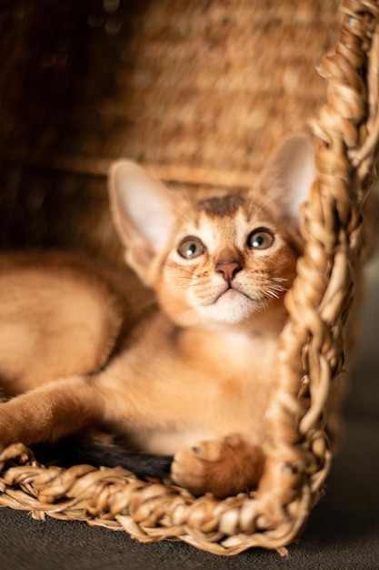 Kleine kittenkat van het Abessijnse ras zittend in bijten rieten bruine mand kijkt op Grappige vacht