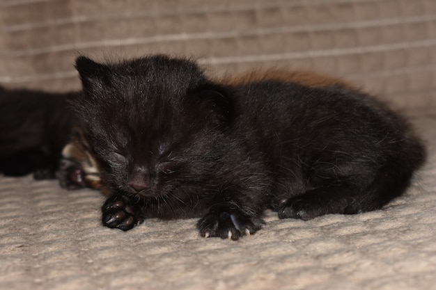 Kleine kittens slapen op de bank