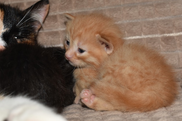 Kleine kittens spelen op de bank