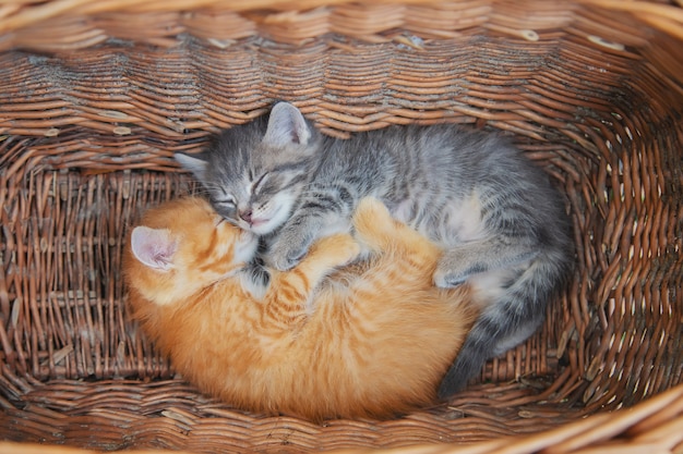 Kleine kittens zijn grijs en rood