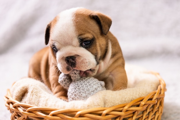 Kleine, kleine Engelse bulldog pup, baby, pasgeboren