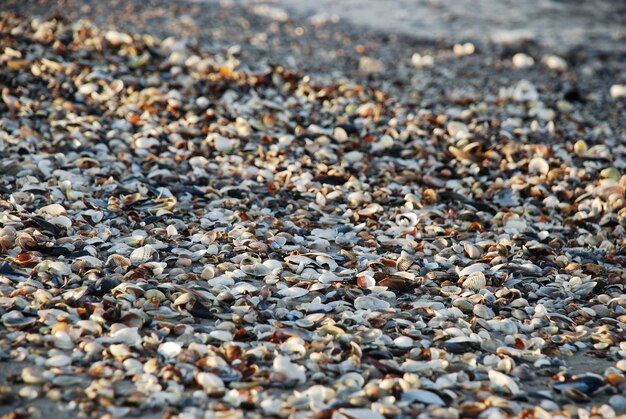 Kleine kleurrijke schelpen