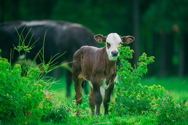 Kleine koe op groen gras Kalf met melkveestapel