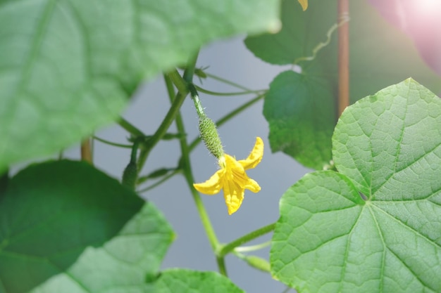 kleine komkommer augurk met een bloem rijpt op een close-up van de komkommerstruik