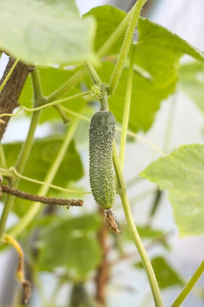 Kleine komkommer in kas close-up