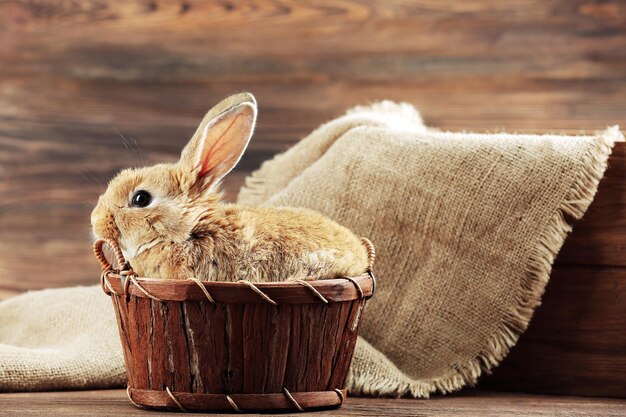 Kleine konijn op houten achtergrond