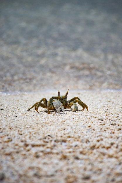 Kleine krab close-up op het zandstrand in de Malediven