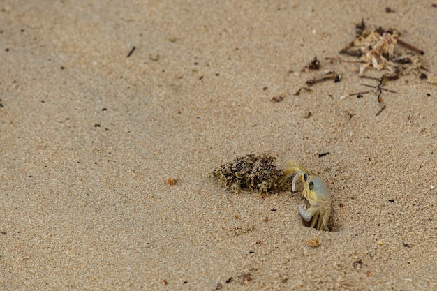 Kleine krab die zijn hol in het zand binnengaat