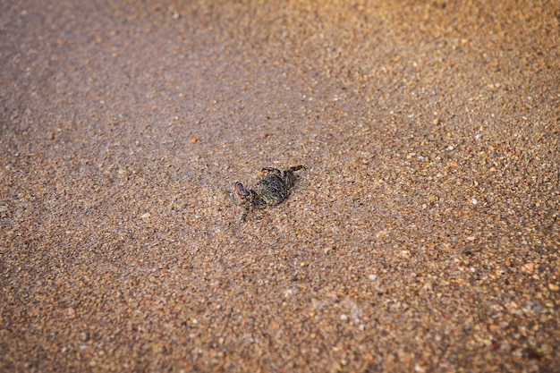 kleine krab loopt langs het fijne zand naar de zee