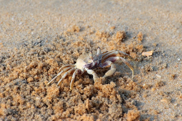 Kleine krab op het strand