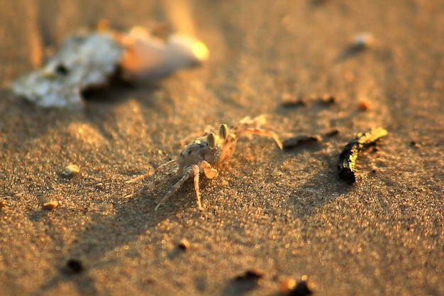 Kleine krab op het zand.