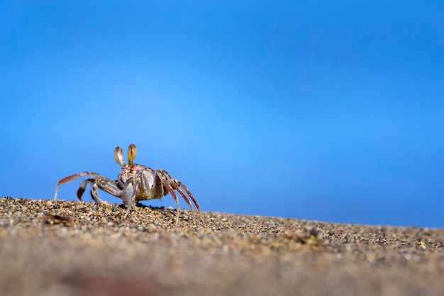 kleine krab op zand op het strand